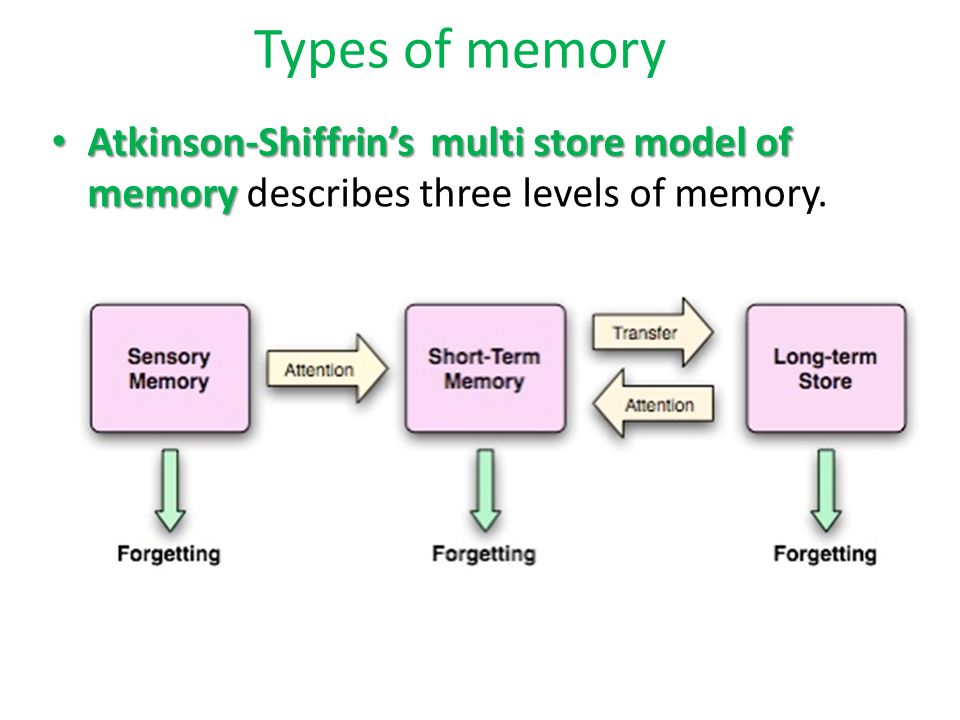 Atkinson-Shiffrin memory model
